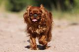 KING CHARLES SPANIEL 192